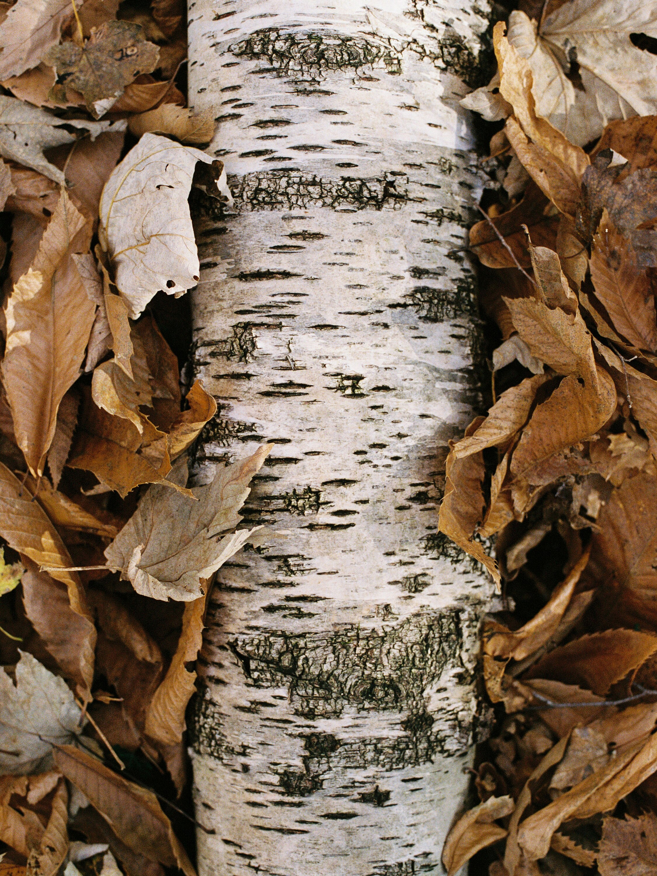 Il Sottobosco Eau De Parfum Product detail photo #5