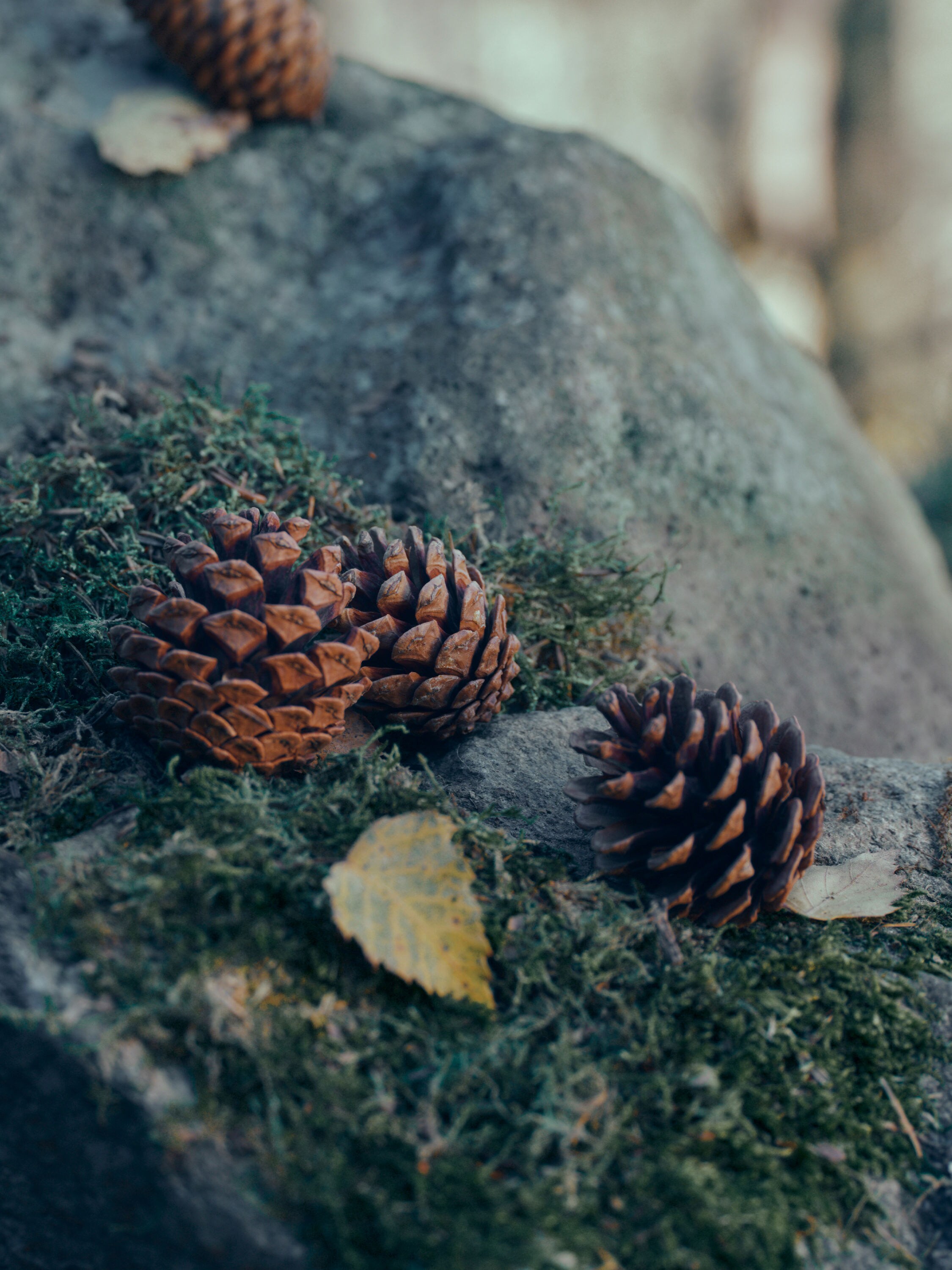 Il Sottobosco Eau De Parfum Product detail photo #3
